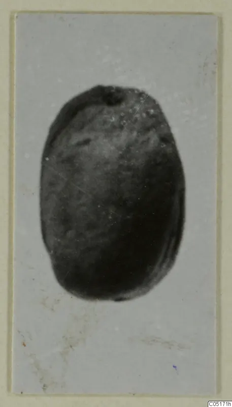 Glyptic: oval dark stone object, recorded as a scarab, photographed centred on a pale grey background.