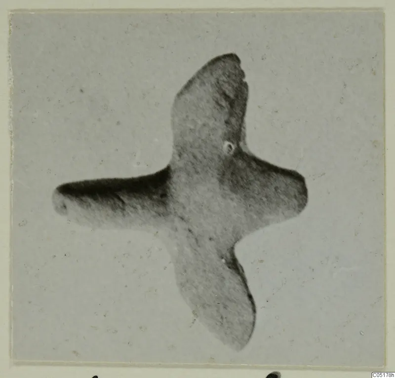 Small terracotta object with four projecting limbs in a cross shape, photographed on a card mount
