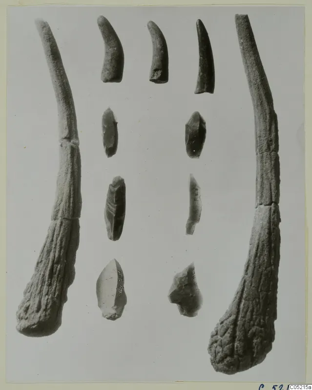 Horn and flint objects from Kythrea: two long horn pieces flanking short curved horn pieces and small flint pieces laid out in rows