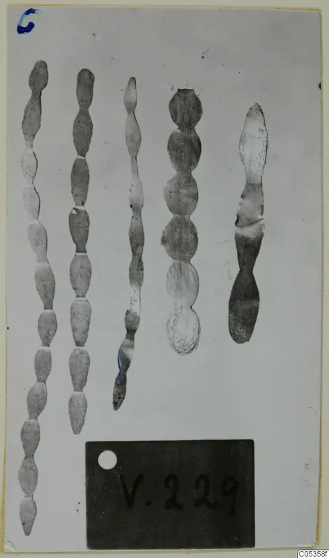 Five elongated gold jewellery fragments with swellings along their length, laid out on a card with a number label below