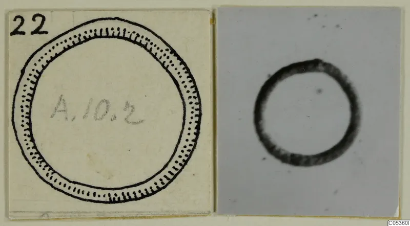 Drawing and photograph of a silver ring-shaped object mounted side by side on a card