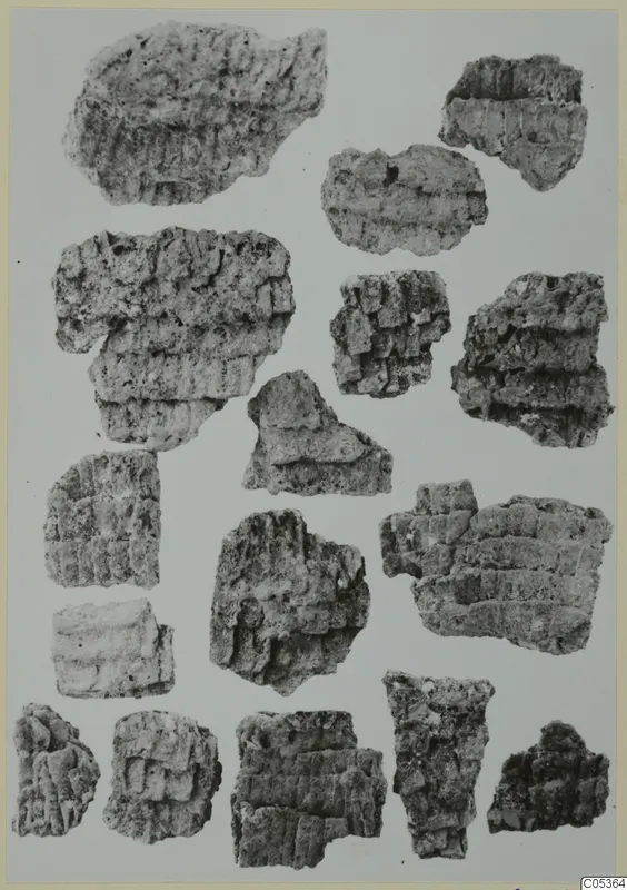 Many ribbed, porous fragments laid out on a pale background, some with regular parallel grooves.