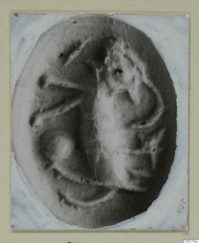 Oval object with a raised design, from Amathus, shown enlarged on a card mount