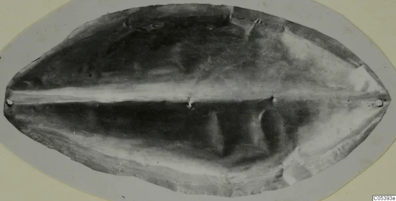 Flat oval slab with a pale central ridge and a small hole near each pointed end, from Marion.