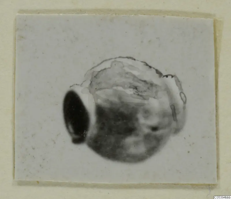 Bead from Marion, shown in a small photograph mounted on a card.