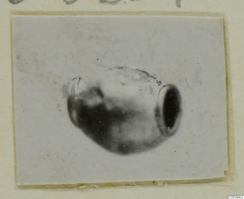 Blurred photograph of a barrel-shaped bead from Marion, mounted on a pale card.