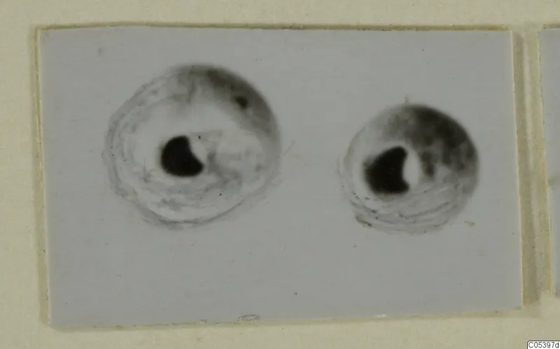 Two small round beads from Tomb 9 at Marion, each with a dark hole, on a pale ground.
