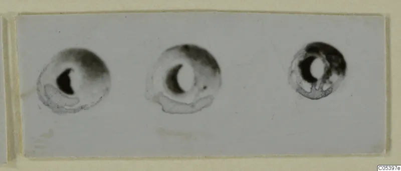 Three small round beads from Marion, Tomb 9, shown on a pale background
