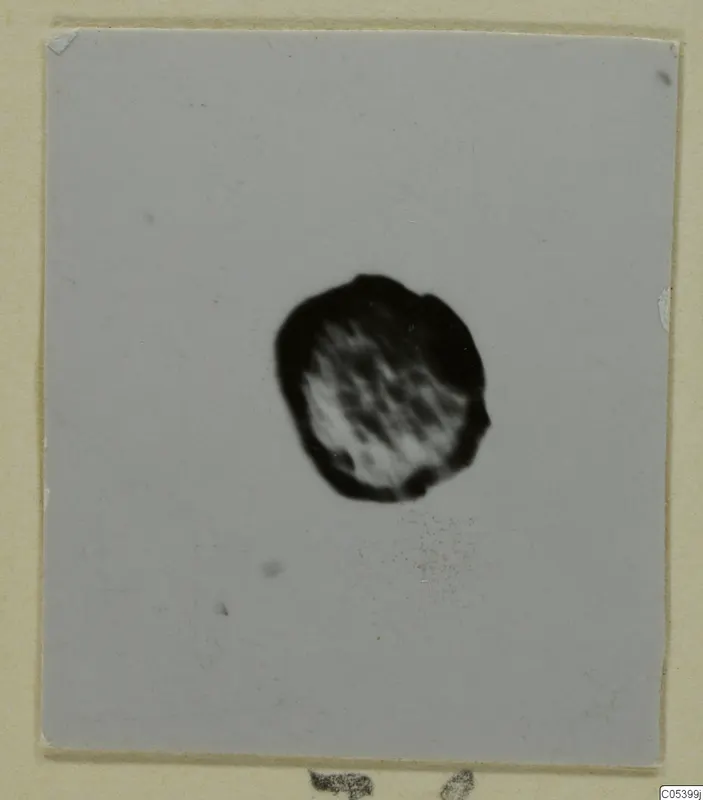 Small print of a dark, rounded fragment from Marion, centred on a grey background