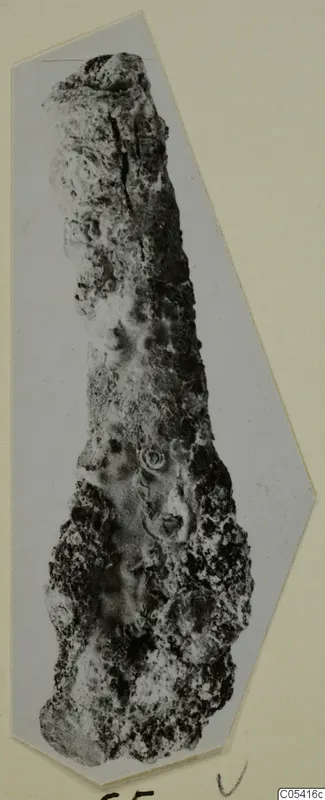 Heavily corroded iron weapon from Amathus, shown upright on a pale card mount.