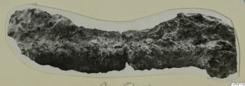 Corroded, encrusted elongated object fragment from Amathus, mounted on a cream card