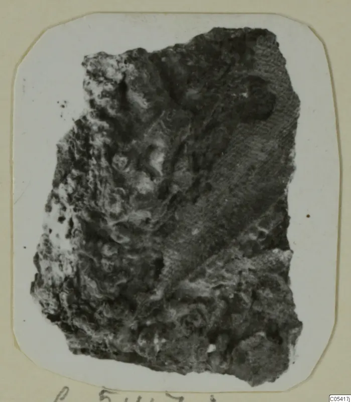 Dark, crusted fragment from Amathus tombs 2–26, shown mounted on a white card