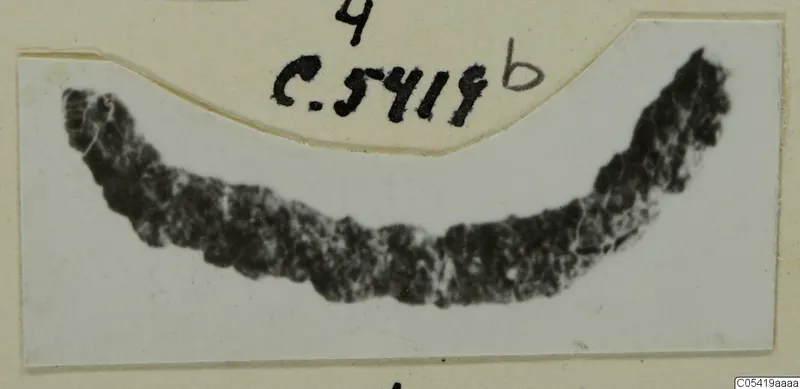 Part of an object from Marion: a dark, curved fragment with a rough, mottled surface.