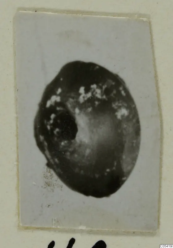 Small photograph of one dark, rounded object with pale speckles, probably a bead, from Tomb 26 at Marion