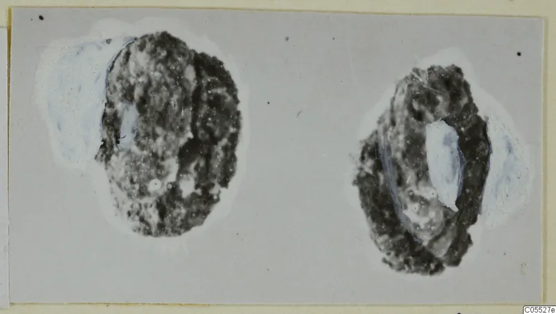Two dark, corroded metal objects on a grey card, with pale bluish patches at their sides