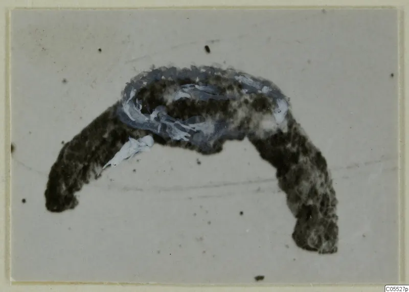 Fragment of an object from Marion: a curved, dark, crusted piece with pale bluish flaking along its upper edge.