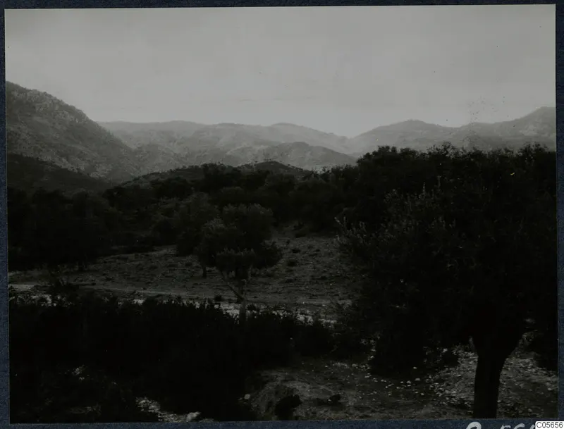 Hills and dense trees in a valley on the Karpas peninsula, with a rough track in the foreground.