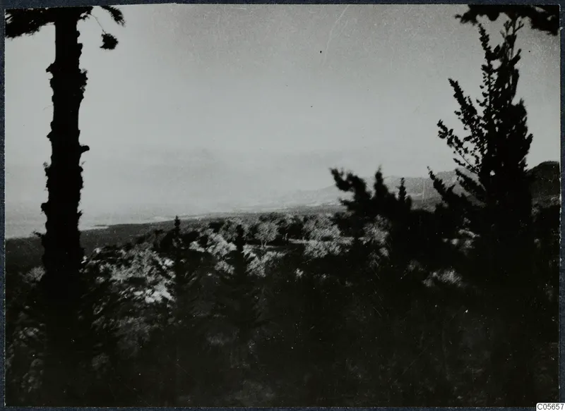 Dark conifers and shrubby woodland in the foreground, with mountains rising in the distance under a pale sky