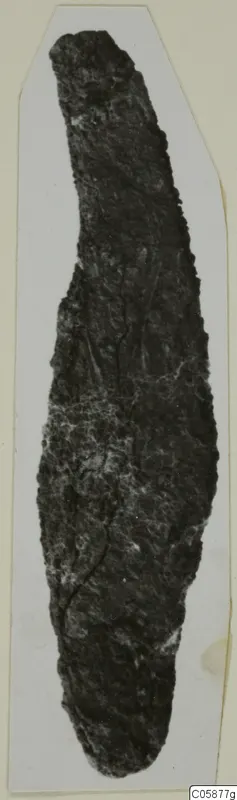 Corroded iron knife from Idalion, mounted on a pale card.