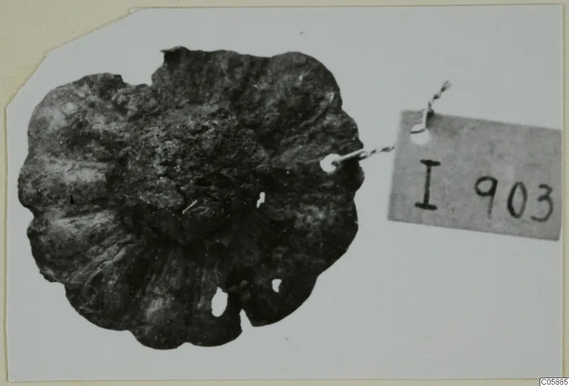 Corroded bronze fragment with several small holes and a wire attached to a number label