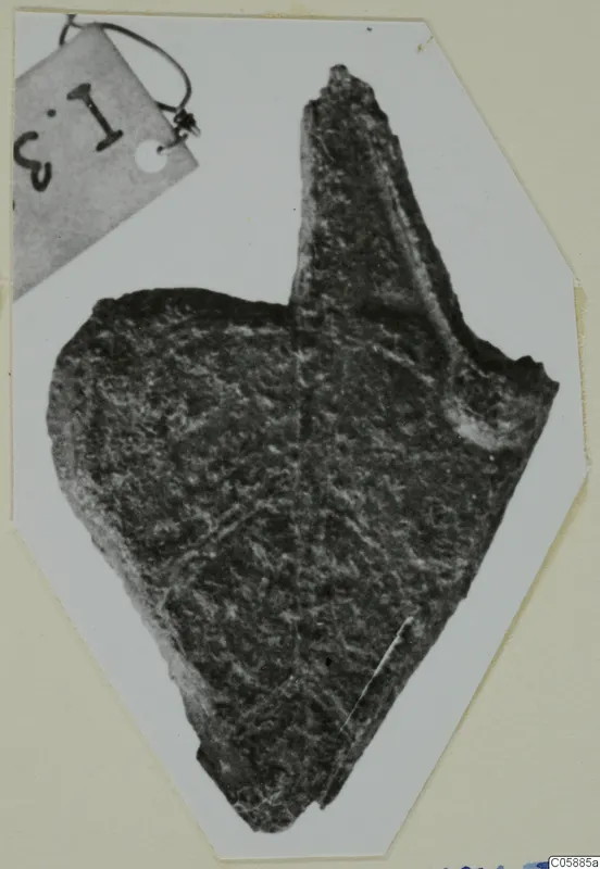 Corroded bronze fragment with a narrow projection rising from its upper edge, photographed on a card with a number label.