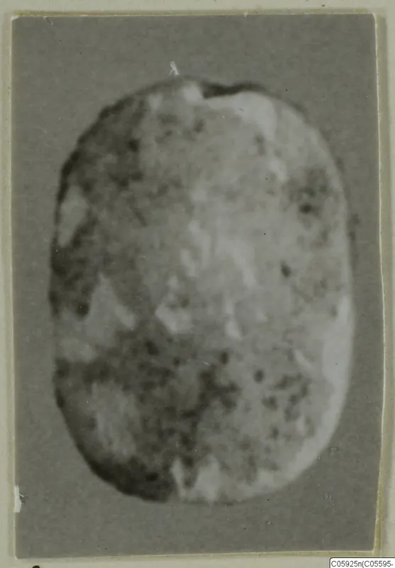 Glyptic: blurred photograph of an oval stone object, probably a scarab or seal, mounted on card