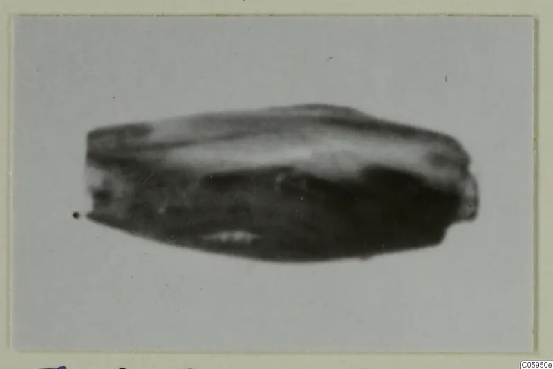 Small elongated find shown alone against a pale grey background