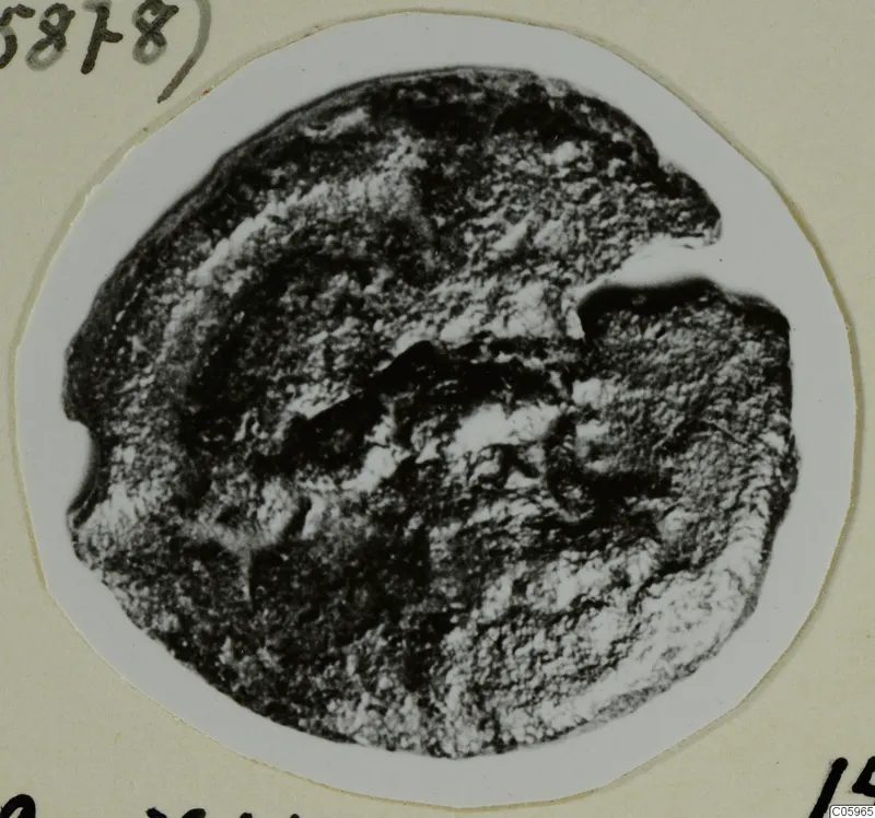 Bronze coin from Idalion Tomb 2, worn and corroded, shown in a photograph mounted on card
