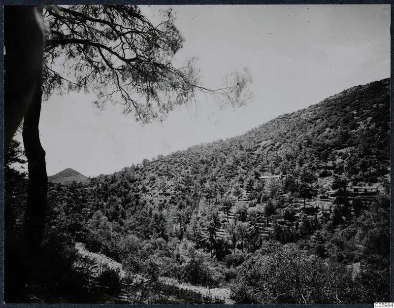 Wooded mountainside at Machairas, Troodos, with a pine tree in the foreground and a small building on the slope.
