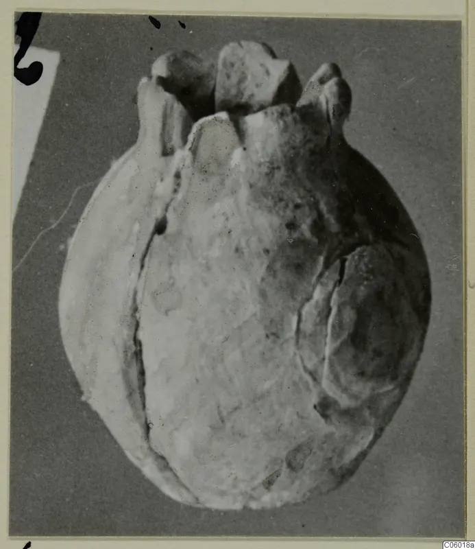 Rounded find with knob-like projections along its upper edge, photographed on a grey backdrop beside a small number label