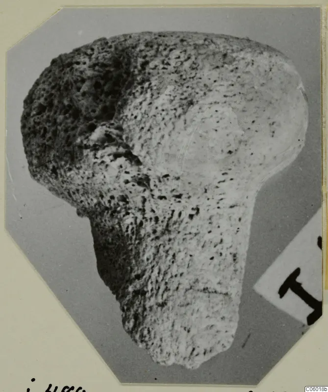 Porous bone object with a broad rounded head and a narrower shaft, from Idalion