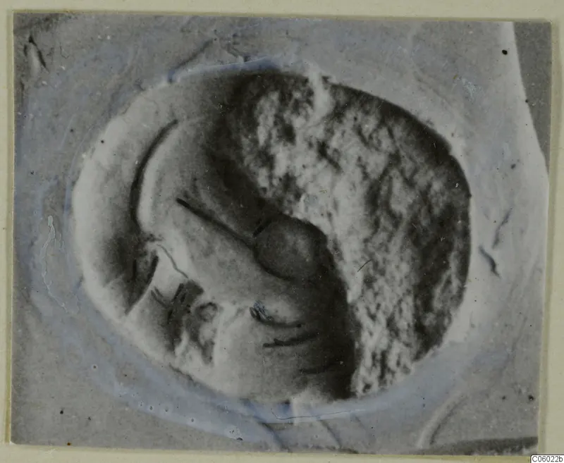 Close view of an oval stone seal or gem with a carved design