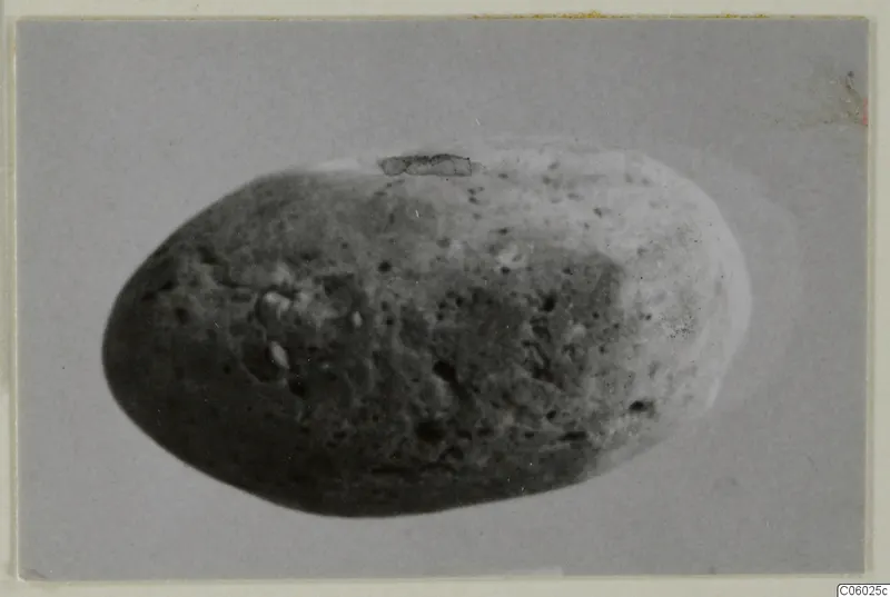 Oval object with a pitted surface, photographed against a plain grey backdrop