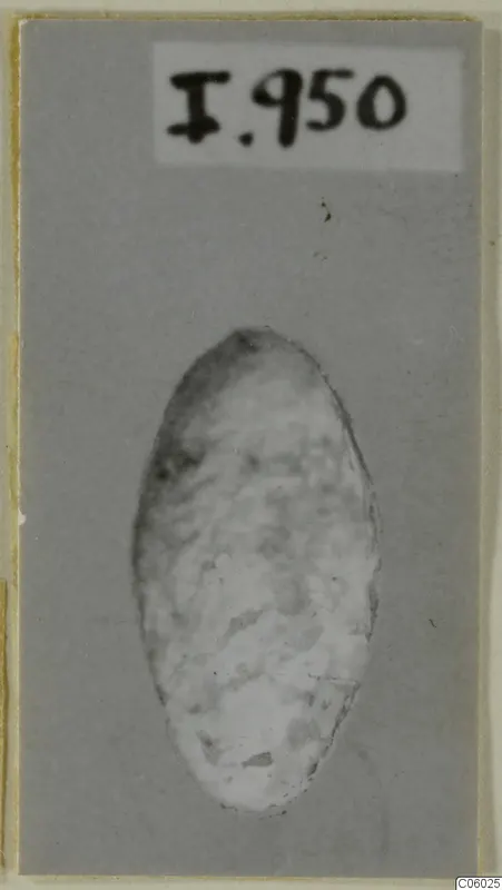 Oval lead sling bullet from Idalion, photographed on a grey card mount