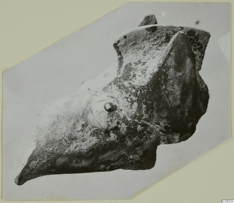 Fragment of a terracotta minor plastic animal from Idalion, shown on a mounted card