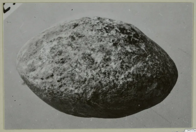 Oval spindle whorl with a speckled surface, photographed on a plain grey background