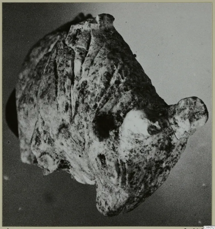 Bone figurine from Idalion: a rough, mottled object with projections, photographed against a grey backdrop