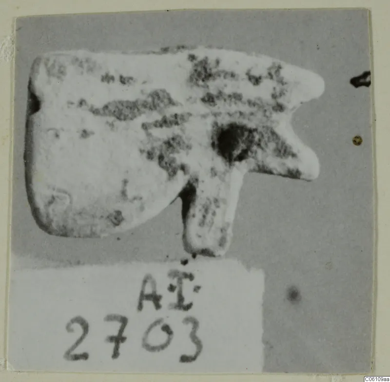 Small pale object with a flat rounded body, projecting lobes and a short stem, shown on a grey ground beside a number label