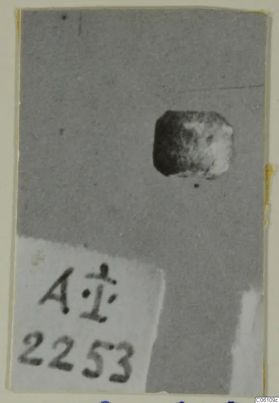 Small dark object with a pale patch, photographed on grey card beside a number label.