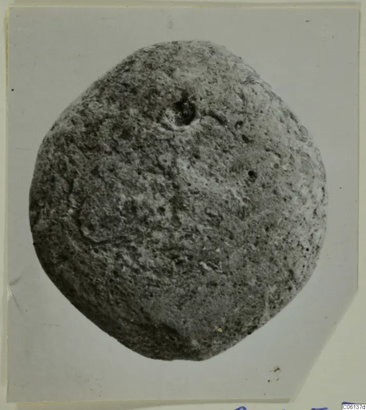 Terracotta loom weight, rounded and pitted, with a hole near the top.