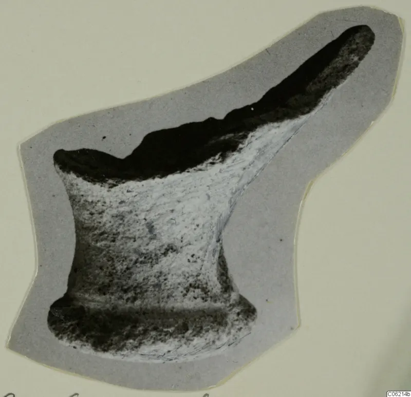 Bone-like find with a broad base, narrow waist and long curved upper arm, on a grey card mount
