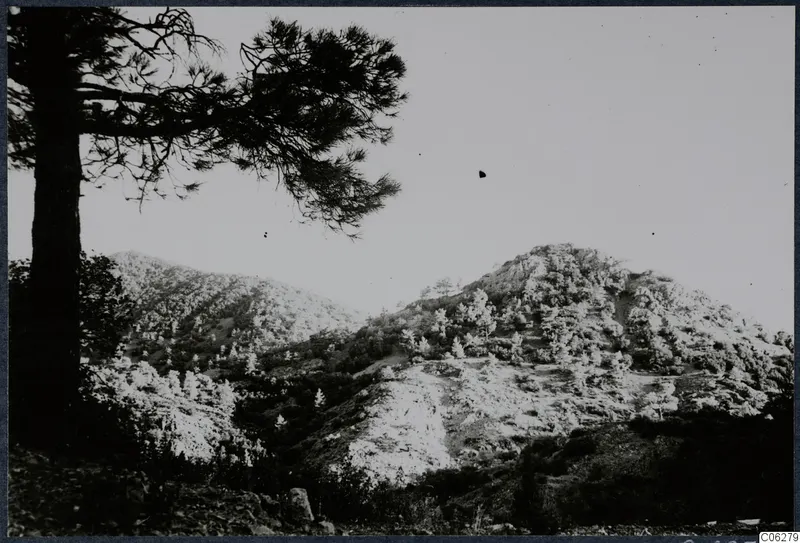 Mountain landscape with pine trees at Machairas, Troodos, under a pale sky.