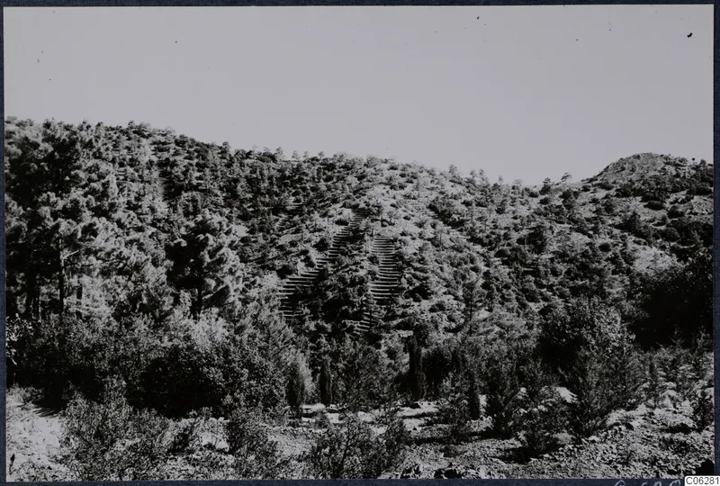 Pine-covered mountainside at Troodos and Machairas with a zigzag stepped path climbing the slope
