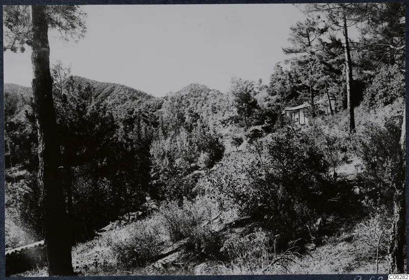 Wooded hillside with pine trees and a small building among shrubs, Machairas, Troodos