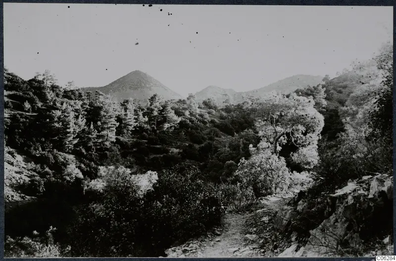 Wooded mountain slopes with a rocky dirt track running through pine and scrub in the Troodos area