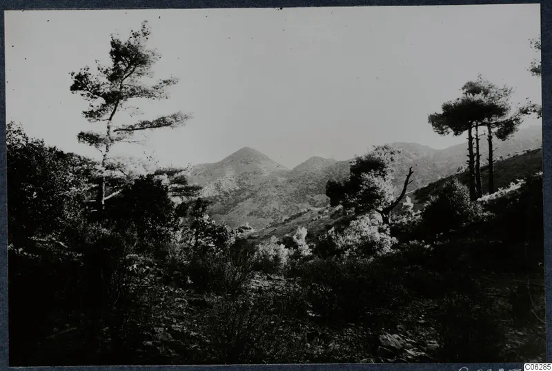 Mountain landscape with pine trees and scrub at Machairas, Troodos.