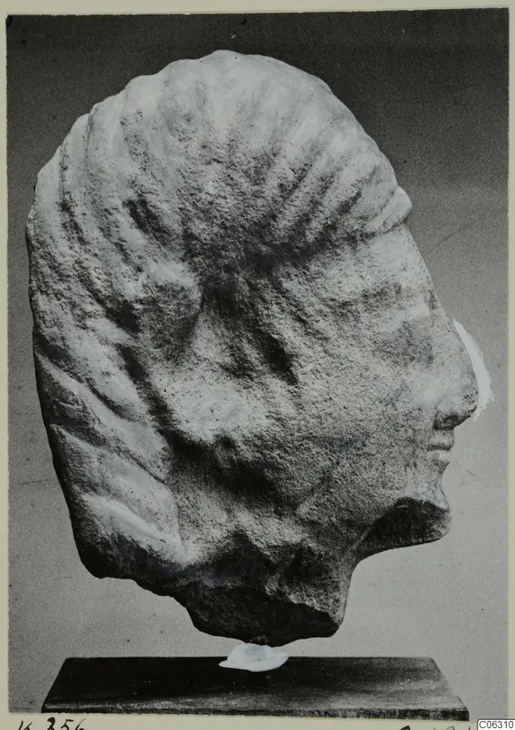 Limestone head from Kition, shown in profile facing right, on a dark wooden stand