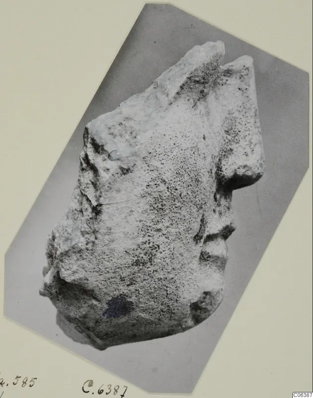 Limestone sculpture fragment from Vouni, recorded as a head, photographed on a mounted card