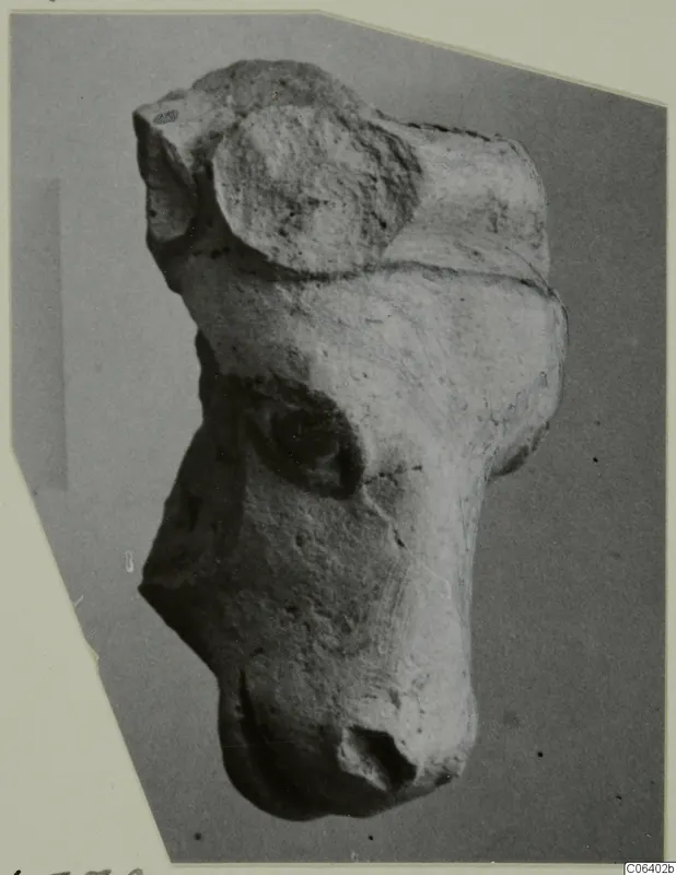 Terracotta figurine of an animal head with muzzle and eye, shown on a grey card mount