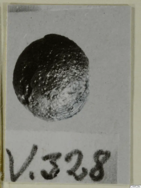 Round bead with a dark smooth side and a granulated surface with fine concentric rings, photographed against a grey background